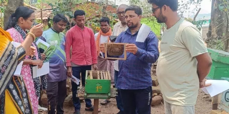 थाई सैकब्रूड वायरस: कोरापुट में मधुमक्खियों के छत्तों का निरीक्षण थाई सैकब्रूड वायरस: कोरापुट में मधुमक्खियों के छत्तों का निरीक्षण