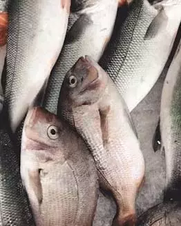 आंध्र प्रदेश में Aqua खेती फिर हुई सक्रिय आंध्र प्रदेश में Aqua खेती फिर हुई सक्रिय