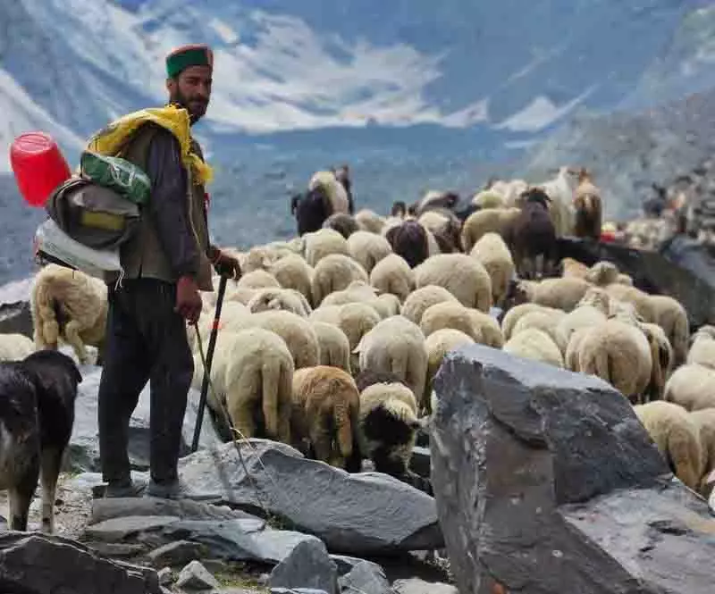Himachal Pradesh में बेमौसम बर्फबारी से चरवाहे फंसे Himachal Pradesh में बेमौसम बर्फबारी से चरवाहे फंसे