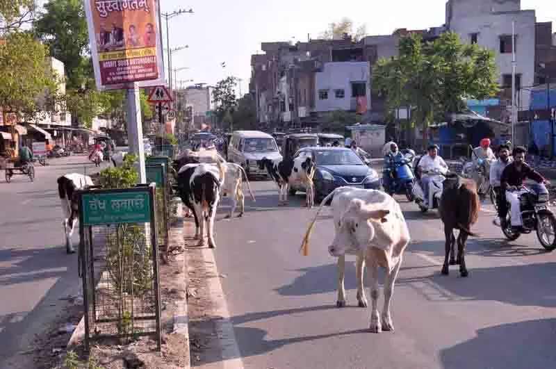 Amritsar: आवारा पशुओं की आबादी बढ़ रही, गौ-उपकर समस्या का समाधान करने में विफल Amritsar: आवारा पशुओं की आबादी बढ़ रही, गौ-उपकर समस्या का समाधान करने में विफल