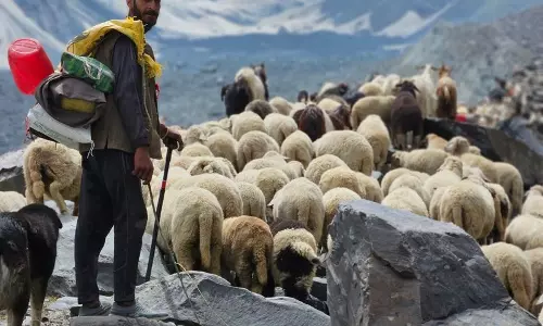 बेमौसम बर्फबारी से चरवाहे परेशान