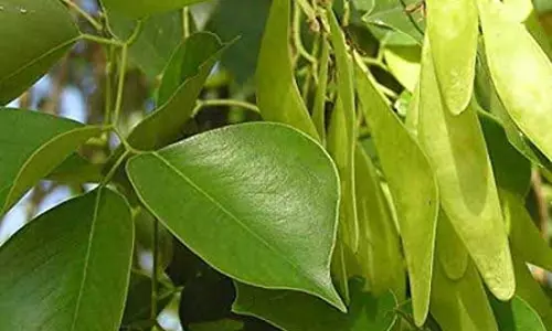 स्वास्थ्य के लिए वरदान है शीशम, इन समस्याओं का करता है खात्मा स्वास्थ्य के लिए वरदान है शीशम, इन समस्याओं का करता है खात्मा