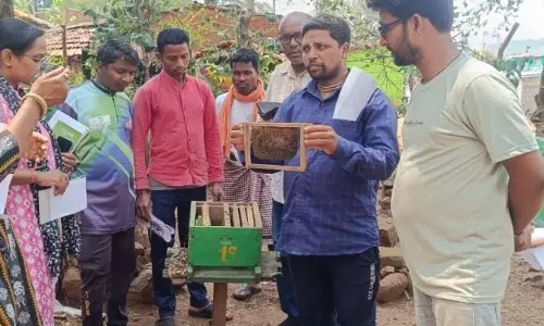 थाई सैकब्रूड वायरस: कोरापुट में मधुमक्खियों के छत्तों का निरीक्षण थाई सैकब्रूड वायरस: कोरापुट में मधुमक्खियों के छत्तों का निरीक्षण