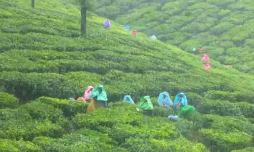 नीलगिरी, कोडाइकनाल में ई-पास प्रतिबंधों के बीच Valparai में पर्यटकों की आमद बढ़ी
