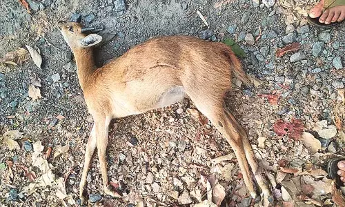 Telangana: वन्यजीव शिकारियों के जाल में फंसे