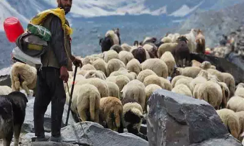 Himachal Pradesh में बेमौसम बर्फबारी से चरवाहे फंसे