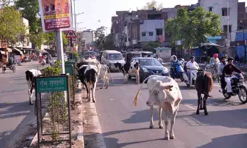 Amritsar: आवारा पशुओं की आबादी बढ़ रही, गौ-उपकर समस्या का समाधान करने में विफल Amritsar: आवारा पशुओं की आबादी बढ़ रही, गौ-उपकर समस्या का समाधान करने में विफल