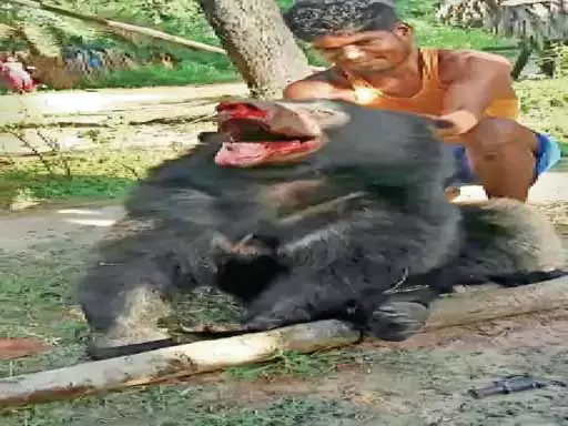 वन विभाग ने भालू के हत्यारों को पकड़ा, वीडियो हुआ था वायरल वन विभाग ने भालू के हत्यारों को पकड़ा, वीडियो हुआ था वायरल