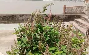 Vaishakh Month 2025: वैशाख मास में तुलसी से करें भगवान विष्णु की पूजा, परिवार में बनी रहेगी सुख-समृद्धि Vaishakh Month 2025: वैशाख मास में तुलसी से करें भगवान विष्णु की पूजा, परिवार में बनी रहेगी सुख-समृद्धि