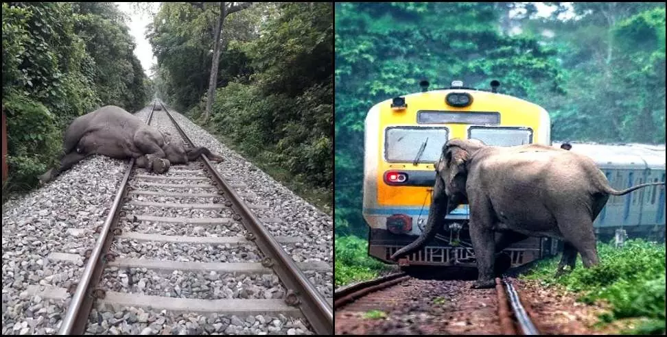 Nainital: रेलवे ट्रैक पर हादसा, ट्रेन की टक्कर से हाथी की दर्दनाक मौत Nainital: रेलवे ट्रैक पर हादसा, ट्रेन की टक्कर से हाथी की दर्दनाक मौत