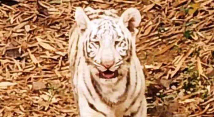 सफेद बाघ को कानन पेंडारी लाने की प्रक्रिया अंतिम चरण में सफेद बाघ को कानन पेंडारी लाने की प्रक्रिया अंतिम चरण में