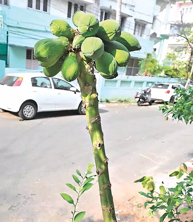 एक पत्ती रहित पपीते का पेड़ अपने फलों के कारण ध्यान आकर्षित कर रहा एक पत्ती रहित पपीते का पेड़ अपने फलों के कारण ध्यान आकर्षित कर रहा