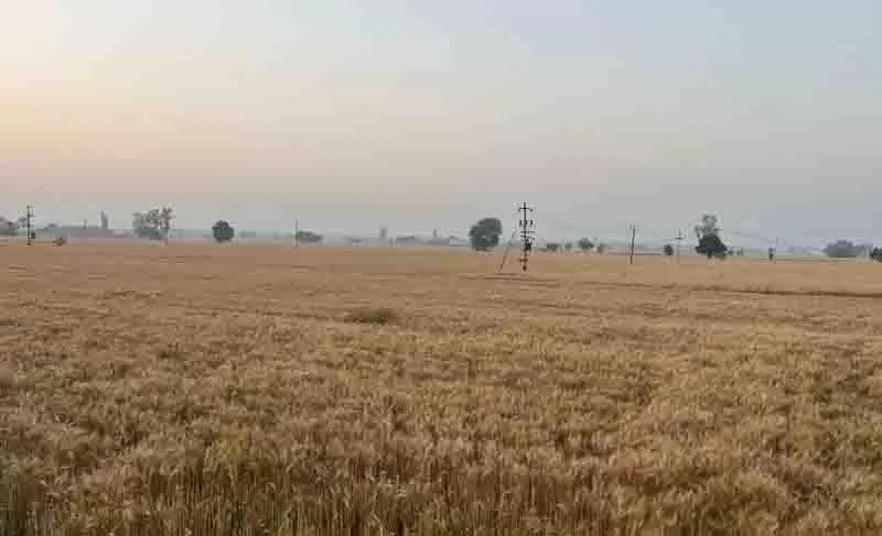 Ahmedgarh में गेहूं की कटाई अभी शुरू नहीं हुई Ahmedgarh में गेहूं की कटाई अभी शुरू नहीं हुई