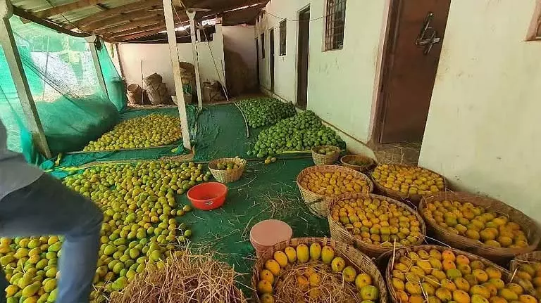 FDA ने गोवा में संदिग्ध रसायन से पकाए गए फलों पर कार्रवाई की FDA ने गोवा में संदिग्ध रसायन से पकाए गए फलों पर कार्रवाई की
