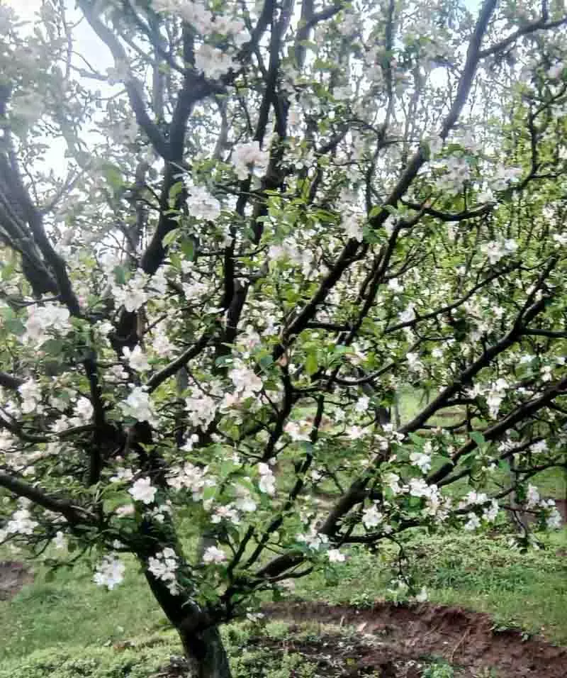 Shimla: अनुकूल मौसम से इस सीजन में अच्छी फल पैदावार की उम्मीदें बढ़ीं Shimla: अनुकूल मौसम से इस सीजन में अच्छी फल पैदावार की उम्मीदें बढ़ीं