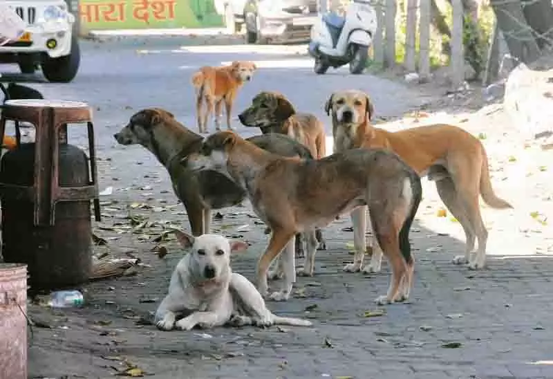 Chandigarh MC द्वारा आवारा कुत्तों को उठाने की कार्रवाई का विरोध किया Chandigarh MC द्वारा आवारा कुत्तों को उठाने की कार्रवाई का विरोध किया