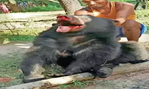 वन विभाग ने भालू के हत्यारों को पकड़ा, वीडियो हुआ था वायरल