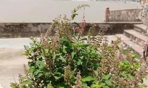 Vaishakh Month 2025:   वैशाख मास में तुलसी से करें भगवान विष्णु की पूजा, परिवार में बनी रहेगी सुख-समृद्धि