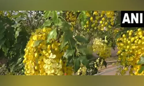 Thoothukudi में सरकोंडराई के फूल पूरी तरह खिले हुए दिखे