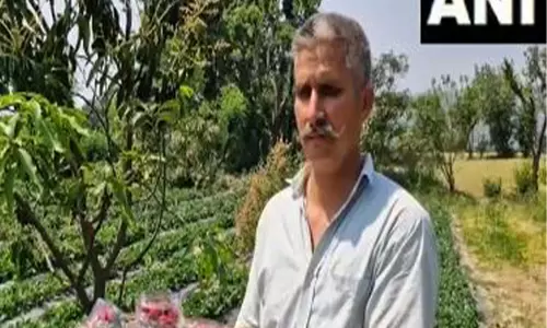 पूर्व सैनिक जतिंदर सिंह ने Reasi में स्ट्रॉबेरी की खेती की पूर्व सैनिक जतिंदर सिंह ने Reasi में स्ट्रॉबेरी की खेती की