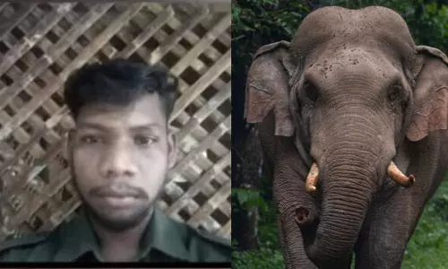 Athirappilly में जंगली हाथी ने दो को कुचलकर मार डाला