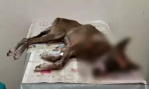मालिक को बुलाया गया तो उसने अपने पालतू कुत्ते को काट डाला और उसे सड़क पर छोड़ दिया मालिक को बुलाया गया तो उसने अपने पालतू कुत्ते को काट डाला और उसे सड़क पर छोड़ दिया