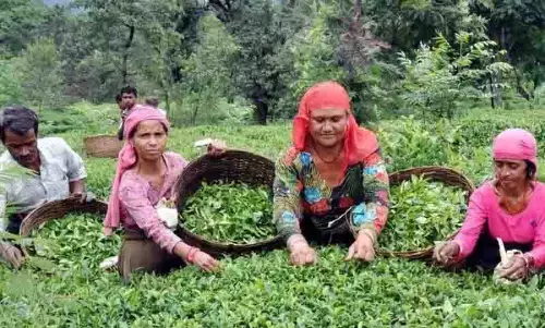 कांगड़ा चाय की खेती, EU संघ की मान्यता से वैश्विक आकर्षण और स्थानीय उम्मीदें बढ़ीं कांगड़ा चाय की खेती, EU संघ की मान्यता से वैश्विक आकर्षण और स्थानीय उम्मीदें बढ़ीं
