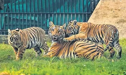 बेंगलुरू के बाहरी इलाकों में बाघों की बढ़ती आवाजाही: चिंता बढ़ी