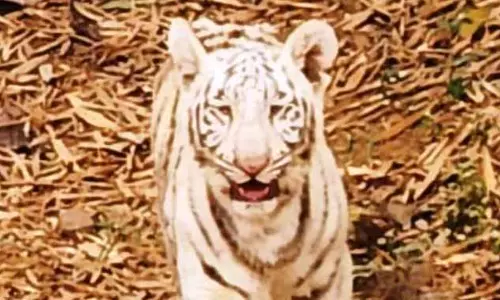 सफेद बाघ को कानन पेंडारी लाने की प्रक्रिया अंतिम चरण में