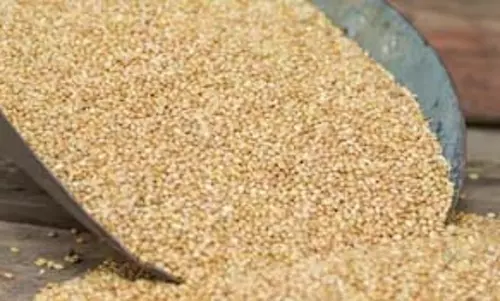 अमेरिका-चीन तनाव से Sorghum किसानों की चुनौती बढ़ी अमेरिका-चीन तनाव से Sorghum किसानों की चुनौती बढ़ी