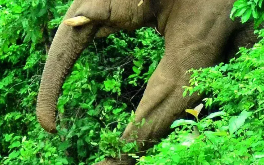 Kerala : हाथियों का एक और उत्पात त्रिशूर के अथिराप्पिल्ली के पास 2 की मौत 2 दिनों में 3 मौतें Kerala : हाथियों का एक और उत्पात त्रिशूर के अथिराप्पिल्ली के पास 2 की मौत 2 दिनों में 3 मौतें