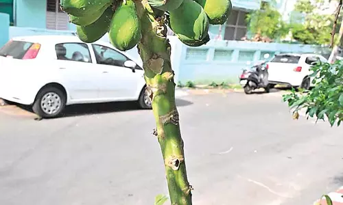 एक पत्ती रहित पपीते का पेड़ अपने फलों के कारण ध्यान आकर्षित कर रहा एक पत्ती रहित पपीते का पेड़ अपने फलों के कारण ध्यान आकर्षित कर रहा