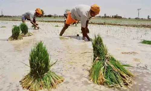 Ludhiana जिले में धान की बुवाई 9 जून से शुरू होगी Ludhiana जिले में धान की बुवाई 9 जून से शुरू होगी