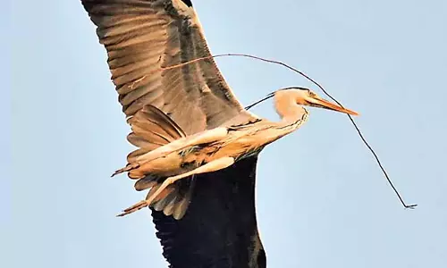 Karimnagar : दुर्लभ नारायण पक्षी देखा गया Karimnagar : दुर्लभ नारायण पक्षी देखा गया