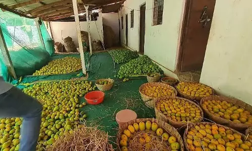 FDA ने गोवा में संदिग्ध रसायन से पकाए गए फलों पर कार्रवाई की