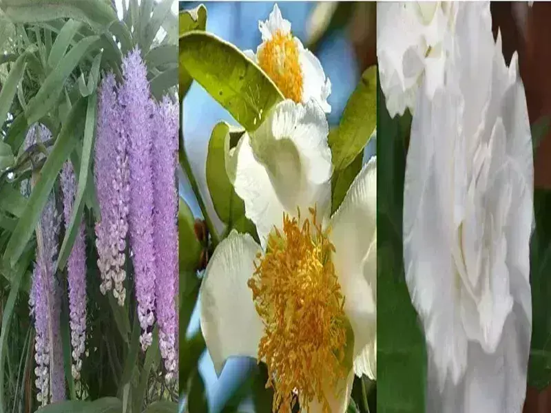Assam के खूबसूरत फूल जिनका बिहू हुसोरी में काव्यात्मक उल्लेख मिलता