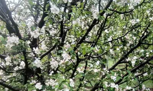 Shimla: अनुकूल मौसम से इस सीजन में अच्छी फल पैदावार की उम्मीदें बढ़ीं