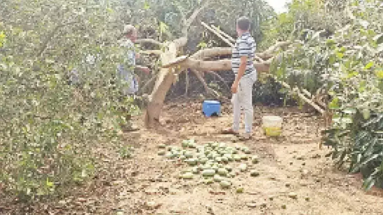 Telangana: असमय तूफान और ओलावृष्टि से बाग-बगीचे तबाह Telangana: असमय तूफान और ओलावृष्टि से बाग-बगीचे तबाह
