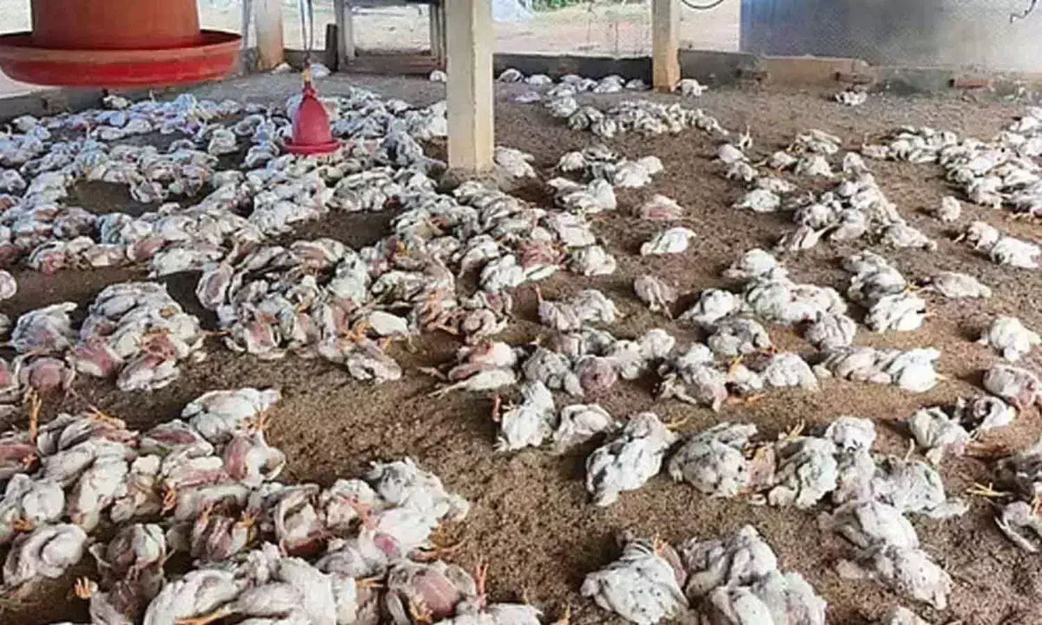 अब्दुल्लापुरमेट मंडल में बर्ड फ्लू का प्रकोप: तेलंगाना ने एहतियाती कदम उठाए अब्दुल्लापुरमेट मंडल में बर्ड फ्लू का प्रकोप: तेलंगाना ने एहतियाती कदम उठाए