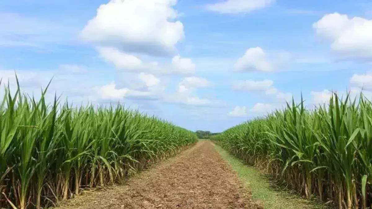 Assam ने होजई में भारत का पहला बॉयलरलेस गन्ना संयंत्र स्थापित किया