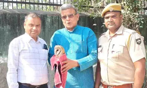 घायल उल्लू को रेस्क्यू कर उपचार के बाद जाजू ने वन विभाग को सौंपा