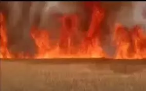 Haryana : गेहूं की फसल में लगी आग, मौके पर पहुंची फायर ब्रिगेड Haryana : गेहूं की फसल में लगी आग, मौके पर पहुंची फायर ब्रिगेड