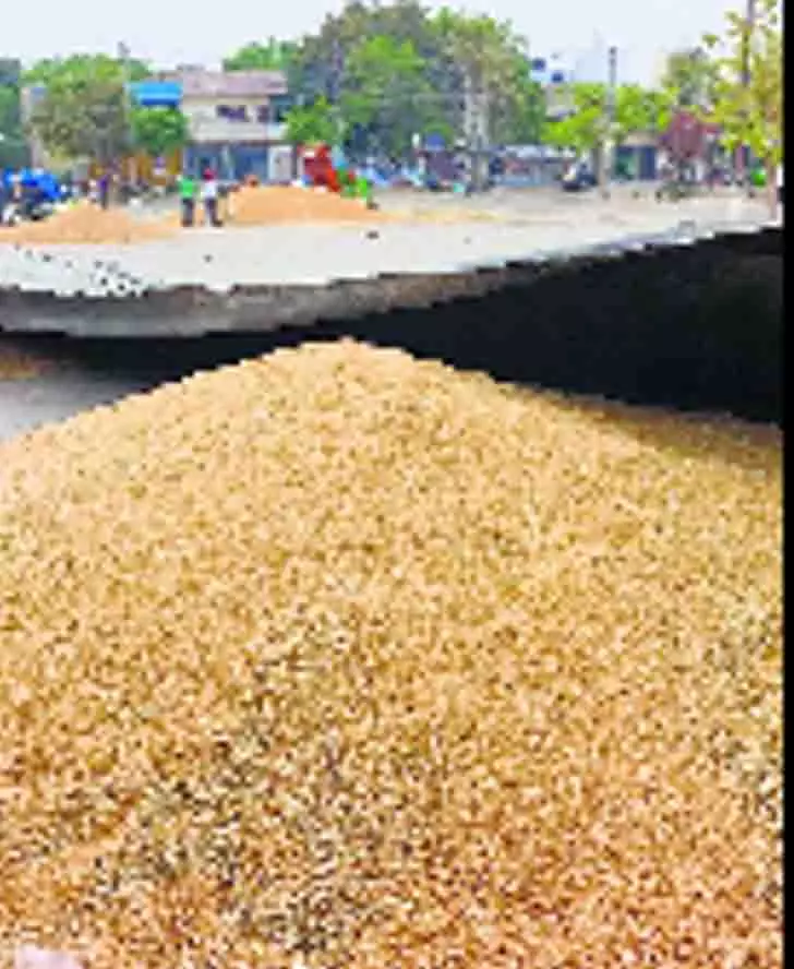 Punjab: उत्पादन में वृद्धि से राज्य में गेहूं उत्पादक उत्साहित Punjab: उत्पादन में वृद्धि से राज्य में गेहूं उत्पादक उत्साहित