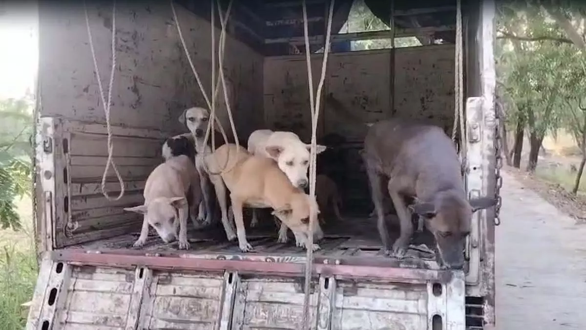 कांदिवली सोसायटी के खिलाफ आरे जंगल में पिल्लों सहित 20 कुत्तों को फेंकने के लिए आपराधिक शिकायत दर्ज कांदिवली सोसायटी के खिलाफ आरे जंगल में पिल्लों सहित 20 कुत्तों को फेंकने के लिए आपराधिक शिकायत दर्ज