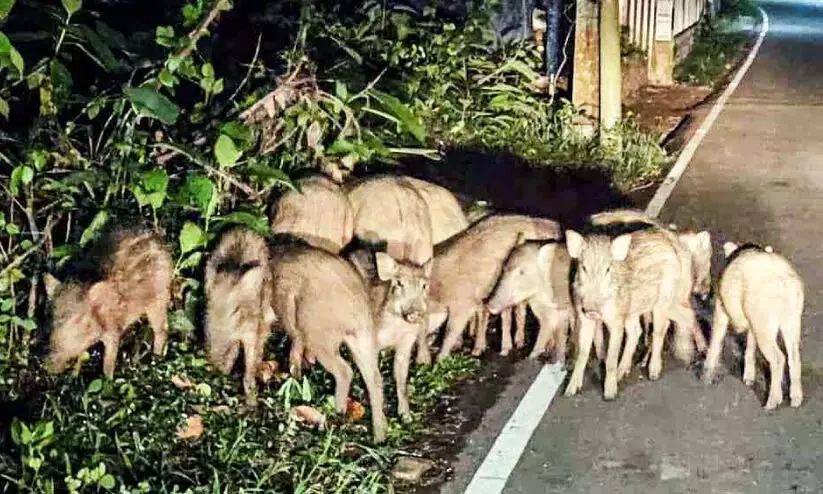 किसानों की पीड़ा का कोई अंत नहीं है; सूअरों का प्रकोप गंभीर किसानों की पीड़ा का कोई अंत नहीं है; सूअरों का प्रकोप गंभीर