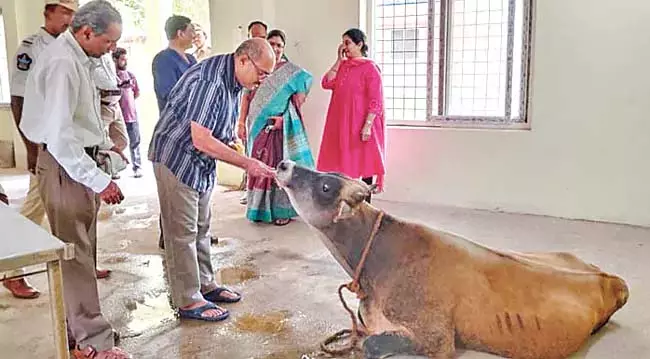 सड़क दुर्घटना में गाय को समय पर चिकित्सा सुविधा प्रदान कर मानवता का परिचय दिया : Judge सड़क दुर्घटना में गाय को समय पर चिकित्सा सुविधा प्रदान कर मानवता का परिचय दिया : Judge