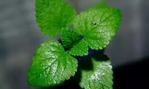 Mint Toner:  गर्मियों में त्वचा की देखभाल के लिए आप घर पर भी बना सकते हैं मिंट टोनर