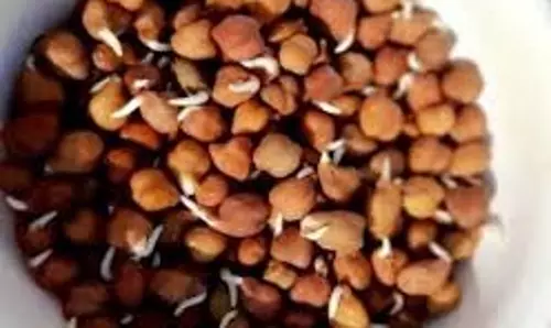 Health: पुरुषों को हर दिन खाने चाहिए एक मुट्ठी अंकुरित चने, 2 दिन में ही दिखने लगेगा फायदा