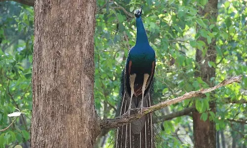 Indore : बजट की कमी से सहायता पहुंचाने के प्रयासों में बाधा