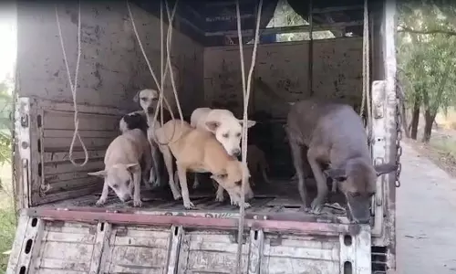 कांदिवली सोसायटी के खिलाफ आरे जंगल में पिल्लों सहित 20 कुत्तों को फेंकने के लिए आपराधिक शिकायत दर्ज